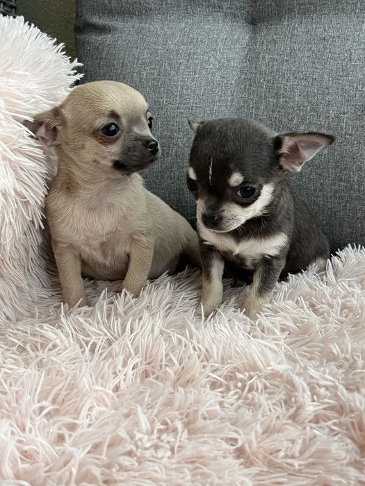 Chihuahua malenka suczka do odbioru