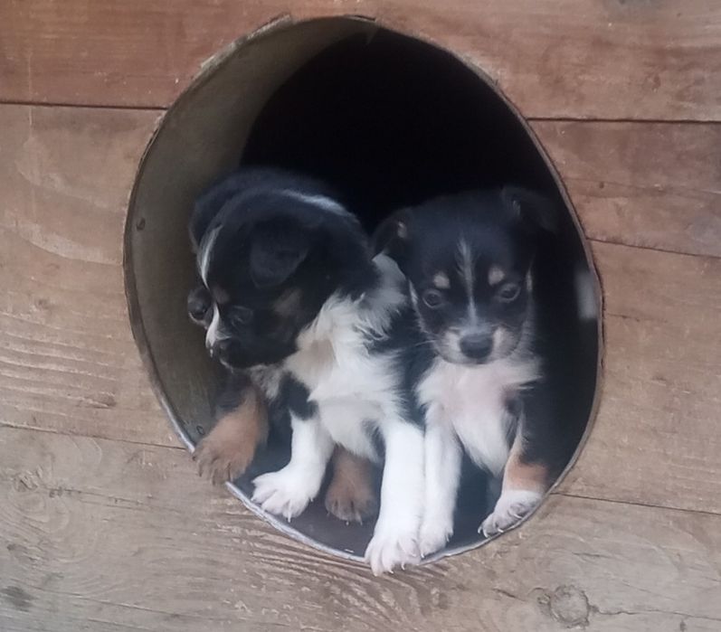 Śliczne Pieski szukają domu