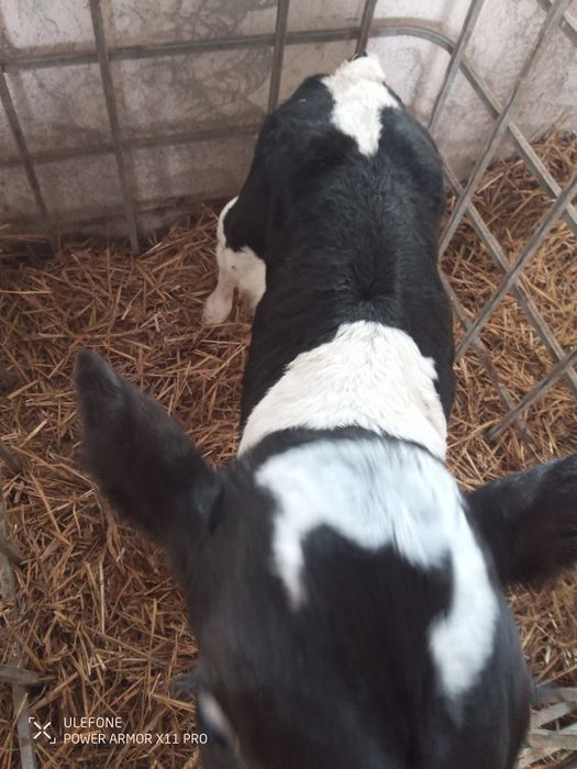 Sprzedam byczki mieszańce