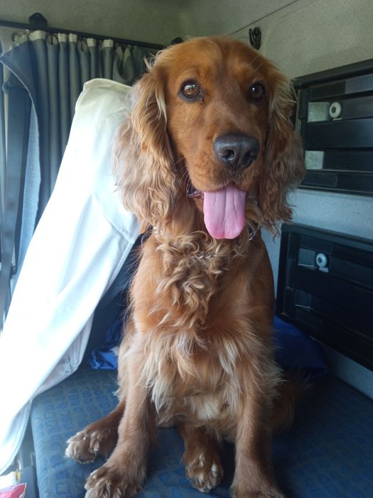 Кокер спаніель вязка