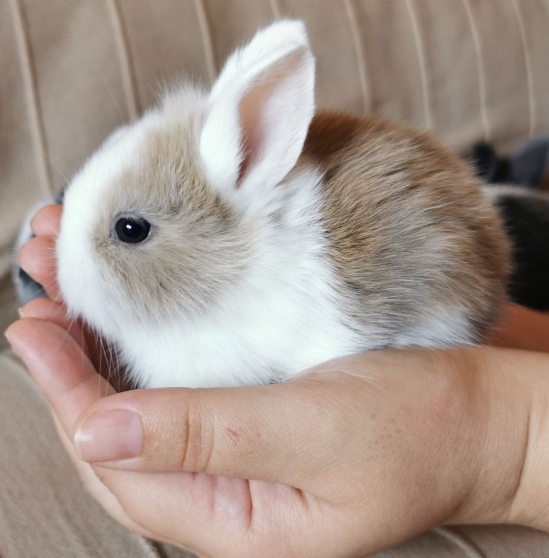 KIT Coelhos anões angorá e holandês mini muito fofos