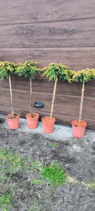 Глаука глобоза гортензії на штамбі магнолія рододендрон хвойні на штам