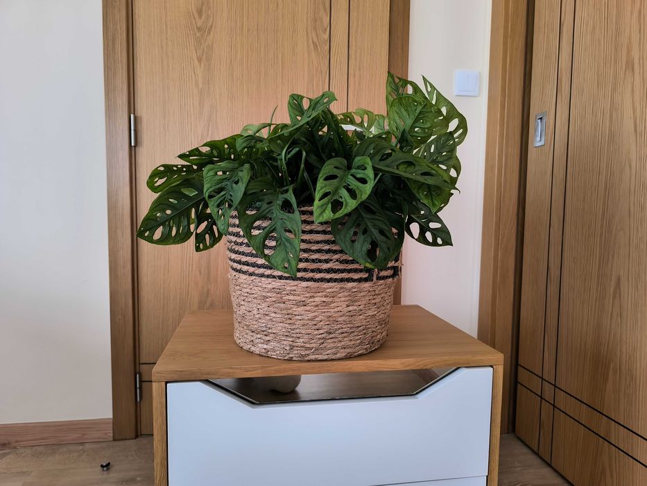 Costela-de-Adão Mini – com Folhagem Densa e Exuberante