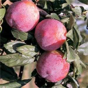 Продам саженцы Сливы Харьков