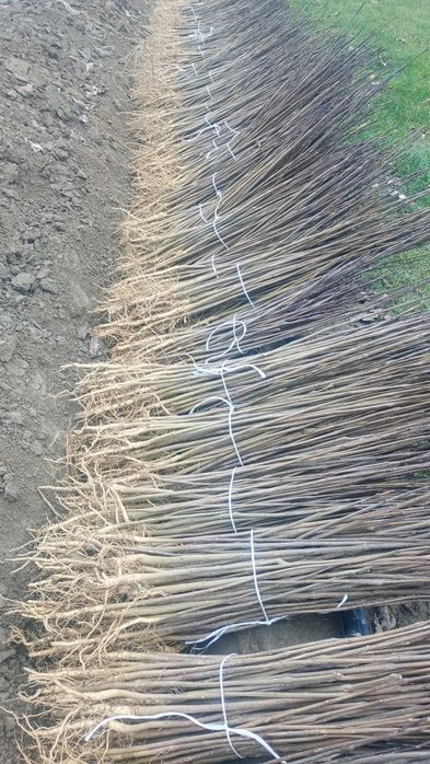 Katalpa surmia - roczna siewka