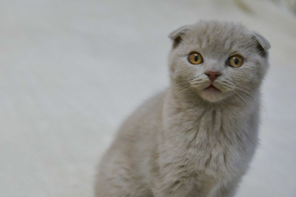 Шотландские котята