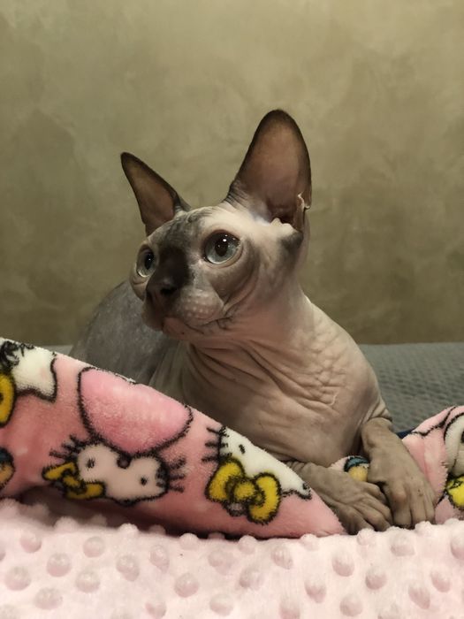 Кошка шоколадный поинт