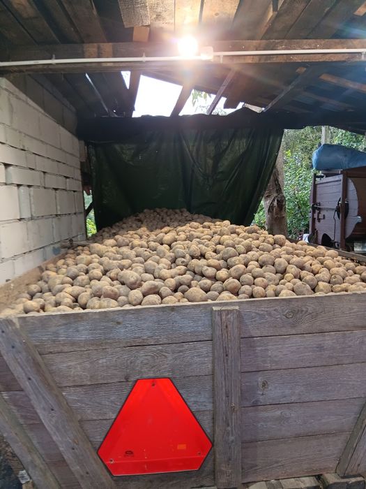 Ziemniaki, pszenica, siano