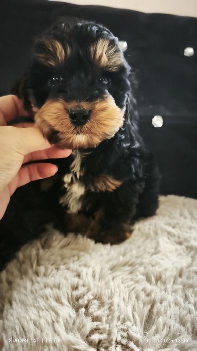 Cokapoo, cocapoo, cavapoo Gofer