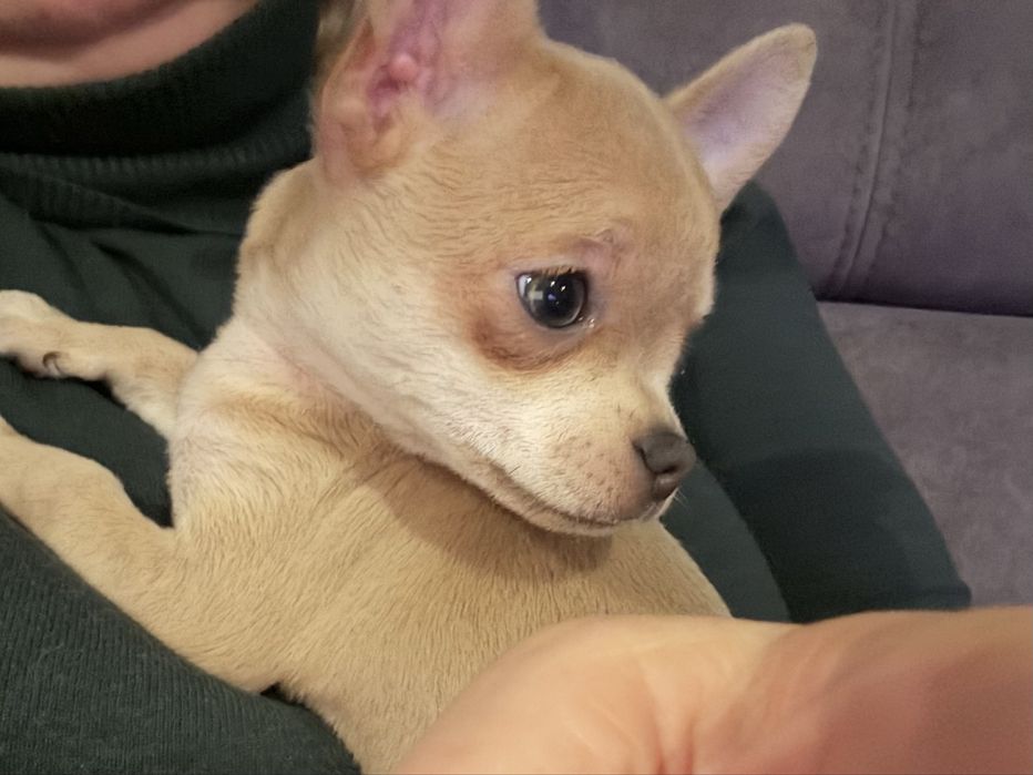 Chihuahua suczka ostatnia