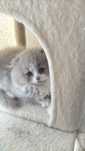 Scottish england fold pronto para entrega