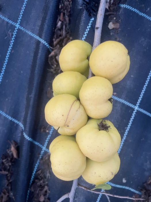 Owoce pigwowca 1kg 8zł