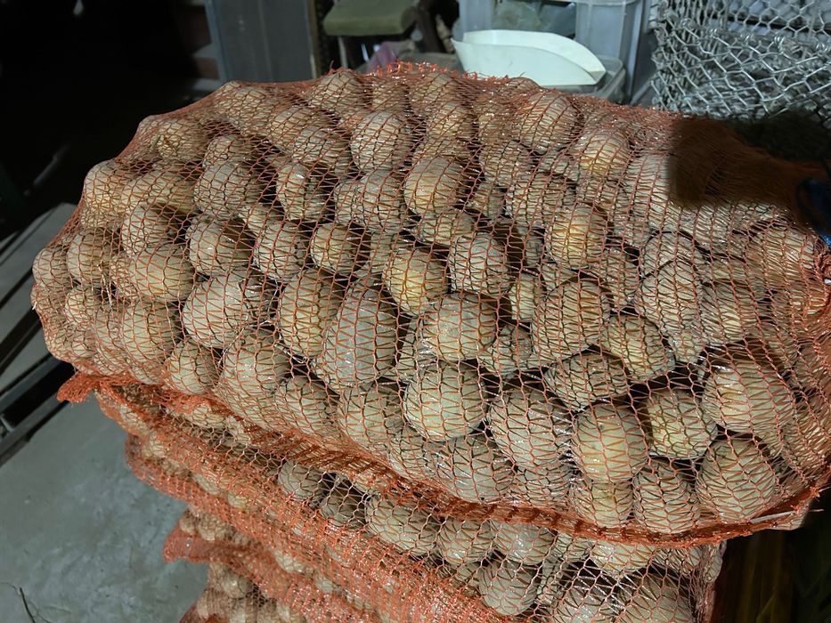 Ziemniaki jadalne Ekologiczne Gala