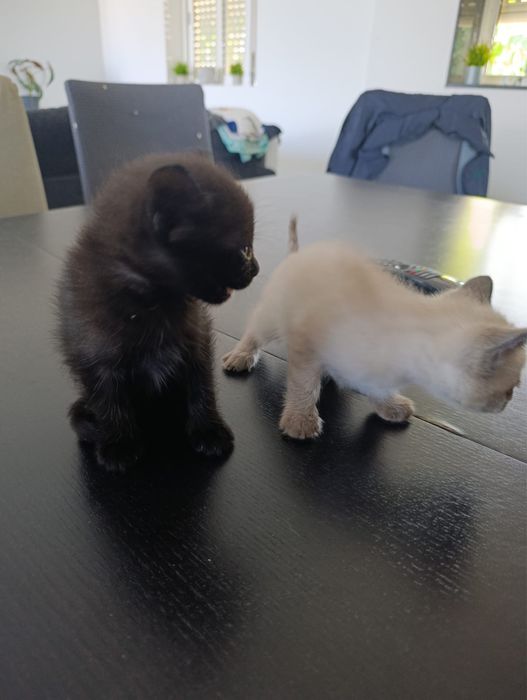 Gatos para doaçao