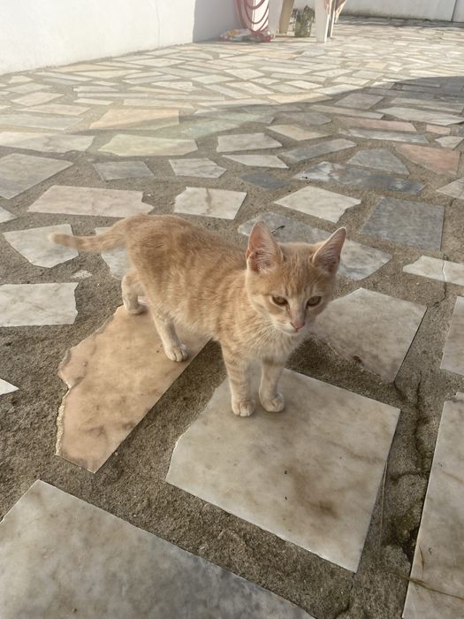 Gatinhos para adoção responsável