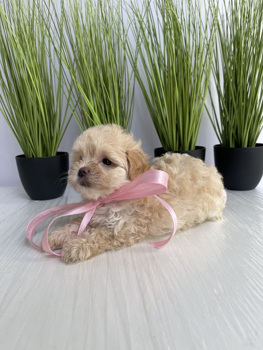 VIP Мальтипу F1  — Ваша майбутня подружка або друг вже чекає