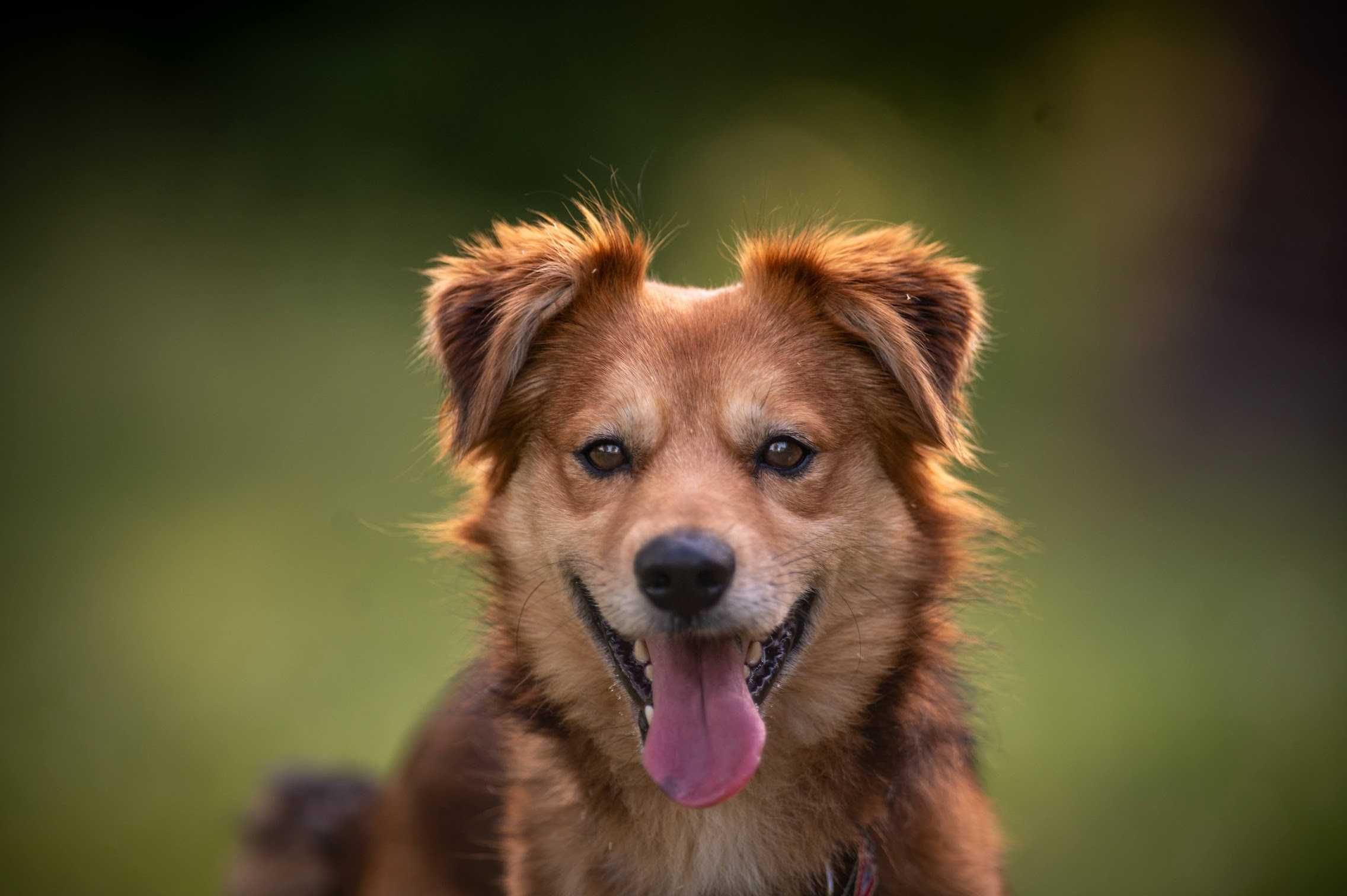Śliczny Sprite do adopcji!