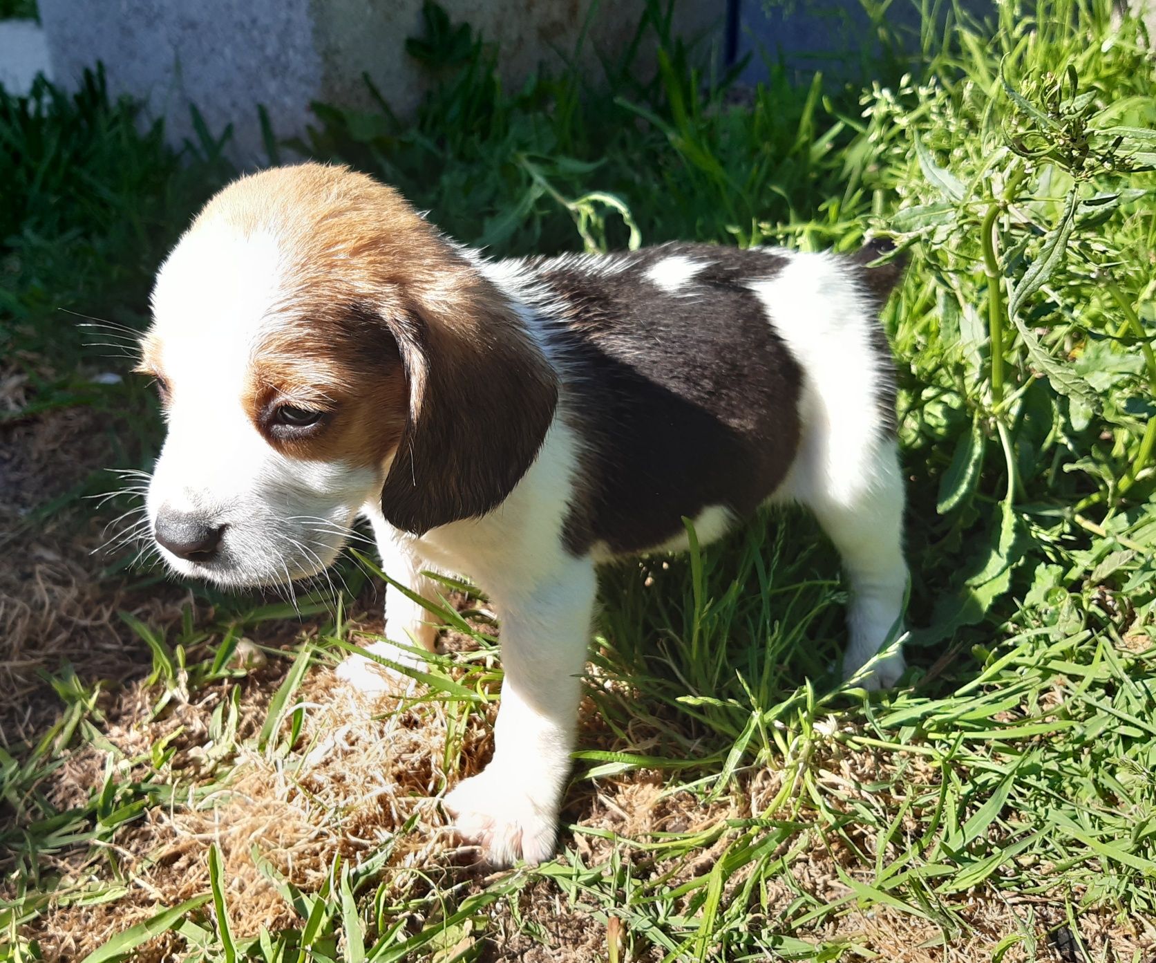 Fantástico Macho Beagle