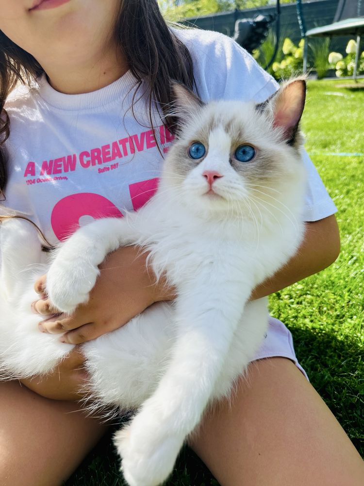 Kocięta Ragdoll FPL/FIFE