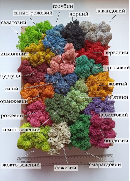 Стабілізований мох ягель 0,5 кг