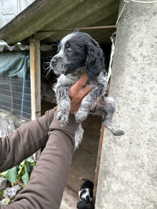 Epagneul Breton Fêmea