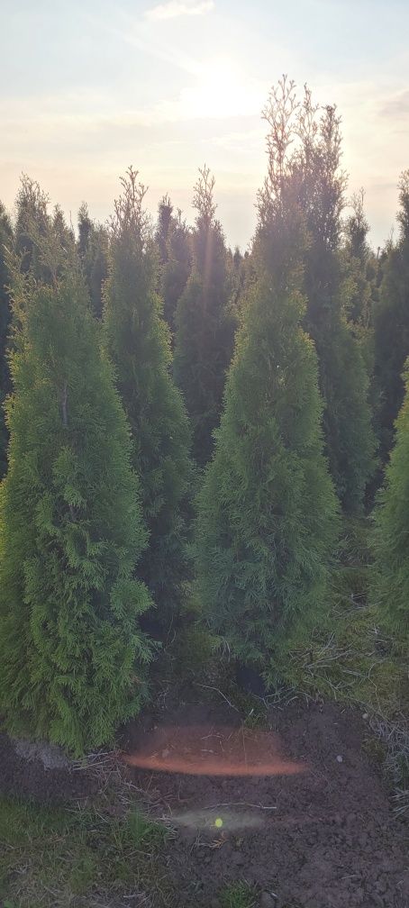 Tuja Smaragd 120 cm tuje 140 szmaragd  thuje laurowiśnia żary