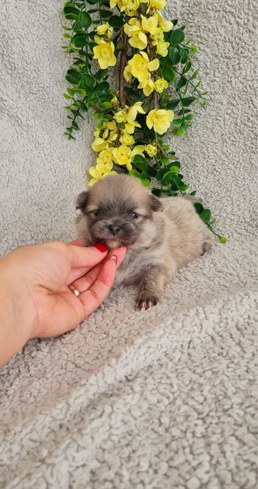 Exuberante Menina Lulu da Pomerânia mini de Qualidade