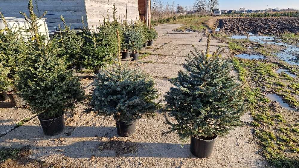 Świerk kłujące serbskie, jodła kaukaska. W donicy formowane 110-140 cm