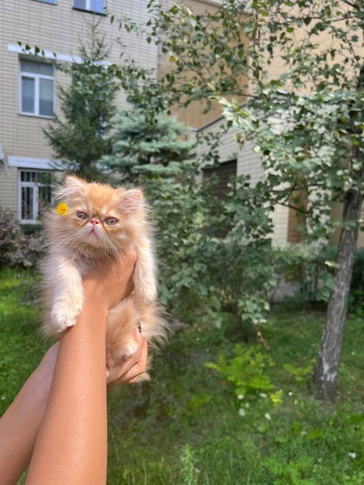 Экзот короткошерстный. Девочки