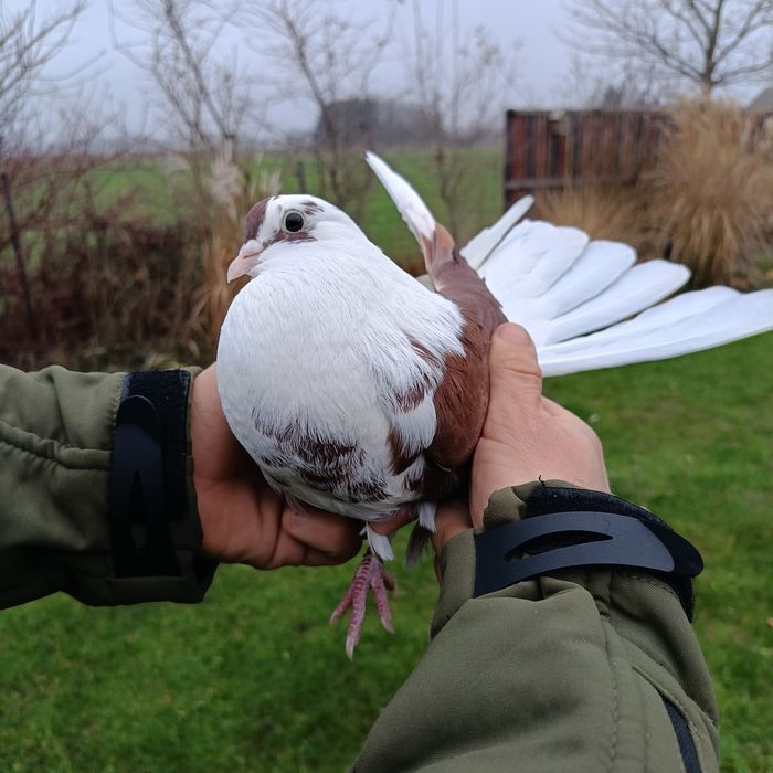 Gołębie boki szariki orliki