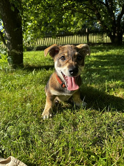 Szczeniak Boguś do adopcji! Pilnie poszukujemy domu.