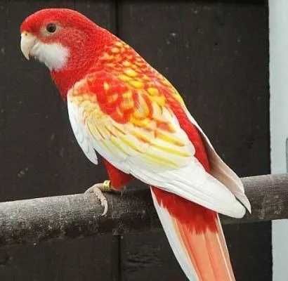 Розелла Попугай Разные виды красные,рубиновые,пестрые молодые