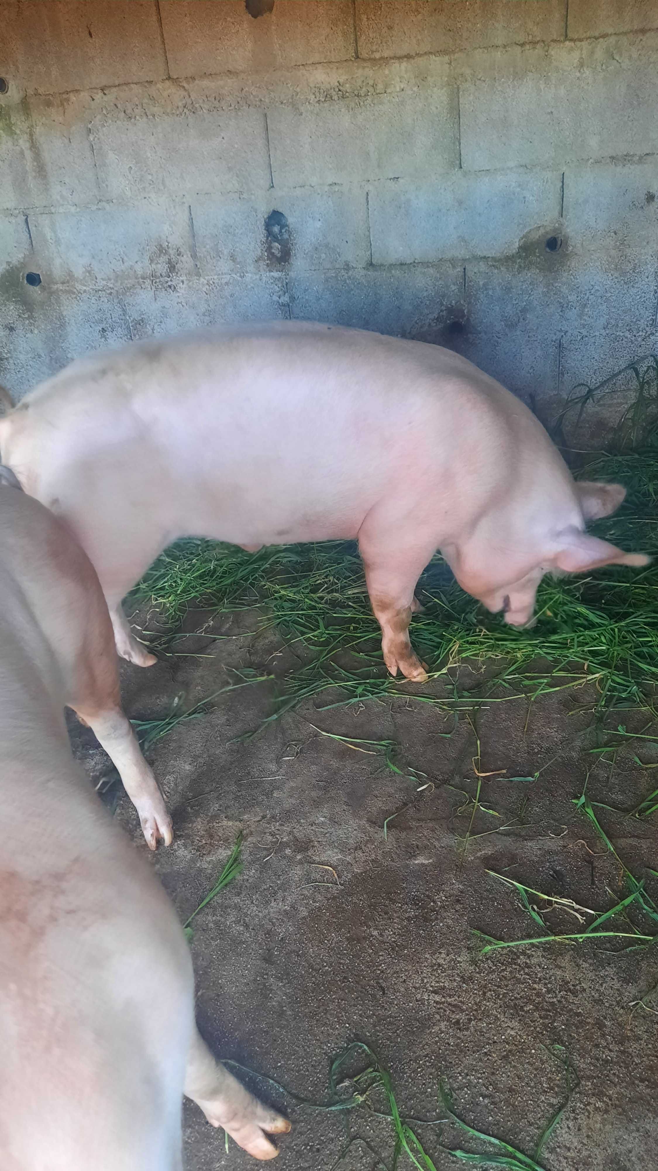Vendo  porco caseiro