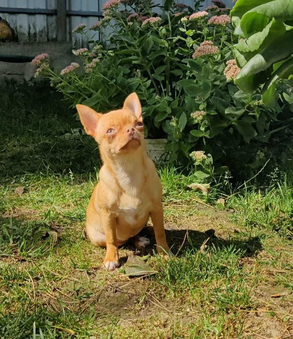 Chihuahua dziewczynka krótkowłosa (isabella) z rodowodem FCI
