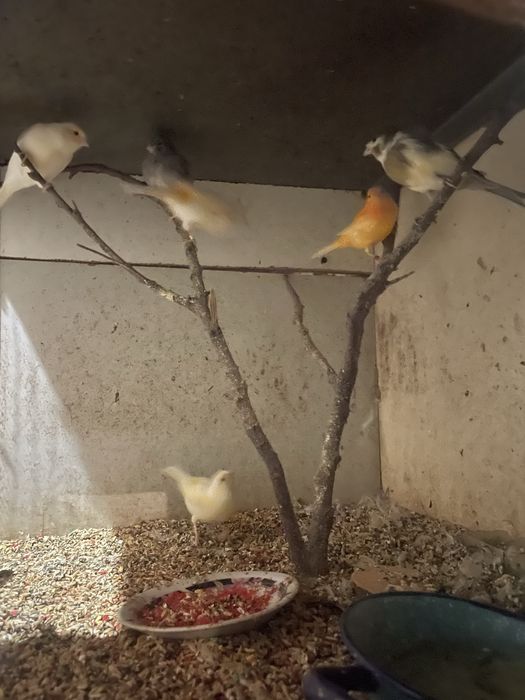 Canarios a bom preço