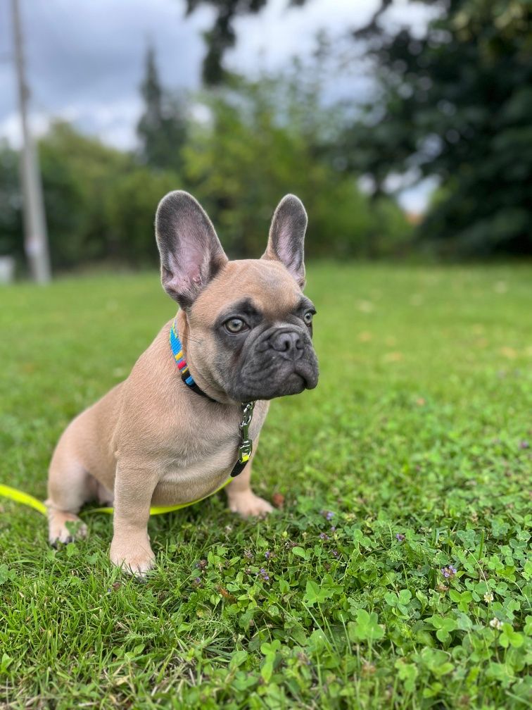 Buldog francuski blue sable