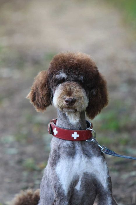 Choco Tan Poodle duży Pudel królewski Czekoladowy Tan Samiec 1,5 roku