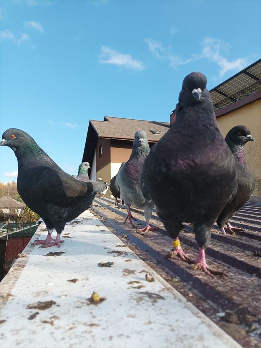 Gołębie Kingi młode