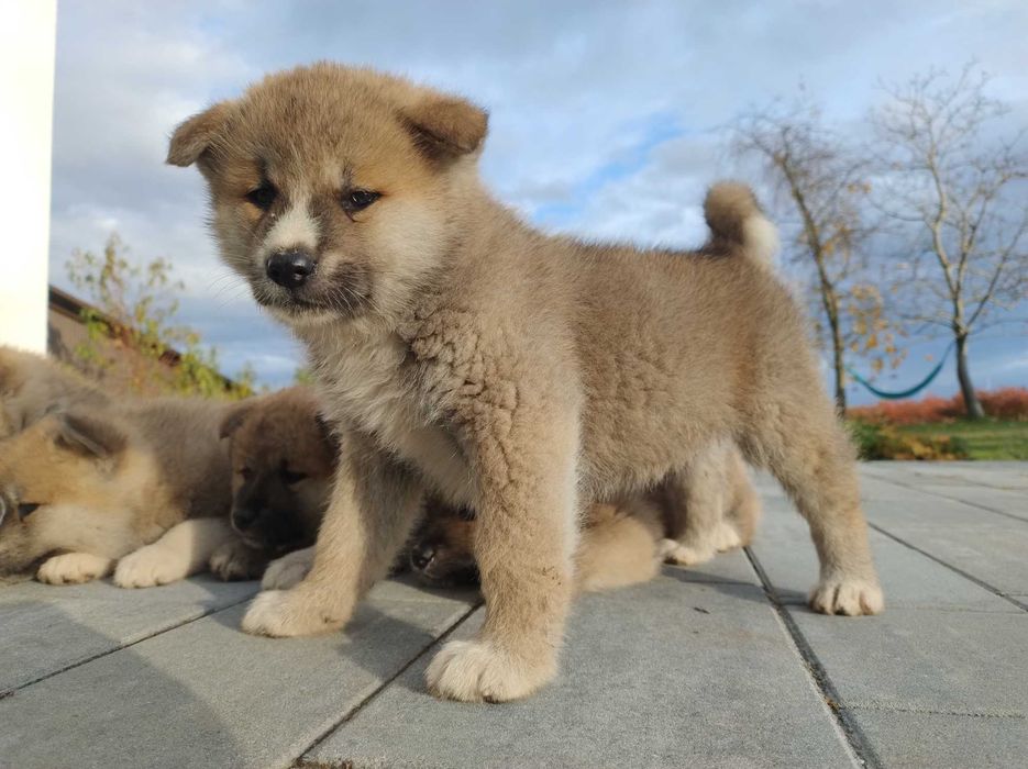 Akita inu, Akita japońska szczeniak