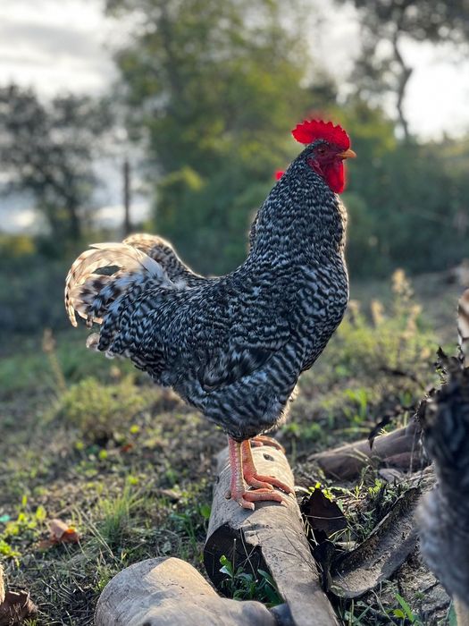Galos Pedrês em modo rústico