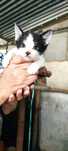 Gatinhos bebés para adoção