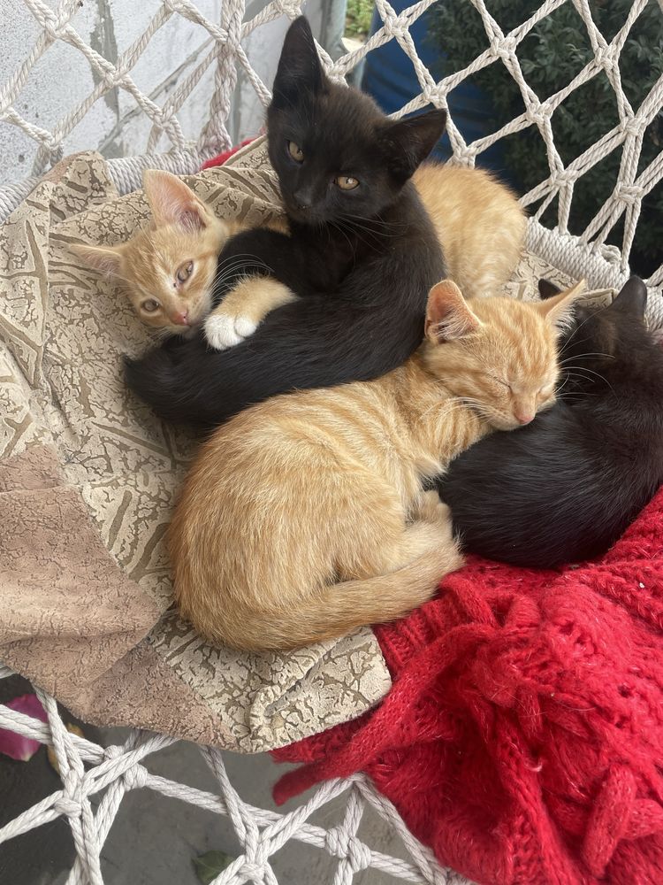 Котики безкоштовно