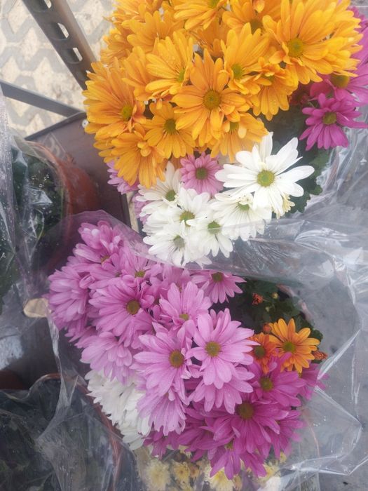Chryzantemy różne kolory i  wielkości doniczka