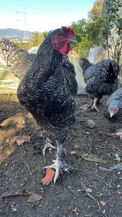 Galos Malines adultos