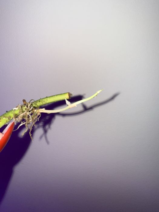 Алоказія чантріері, монстера дубія, набір для алоказій на гноті