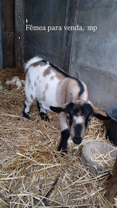 Cabrita anã para troca