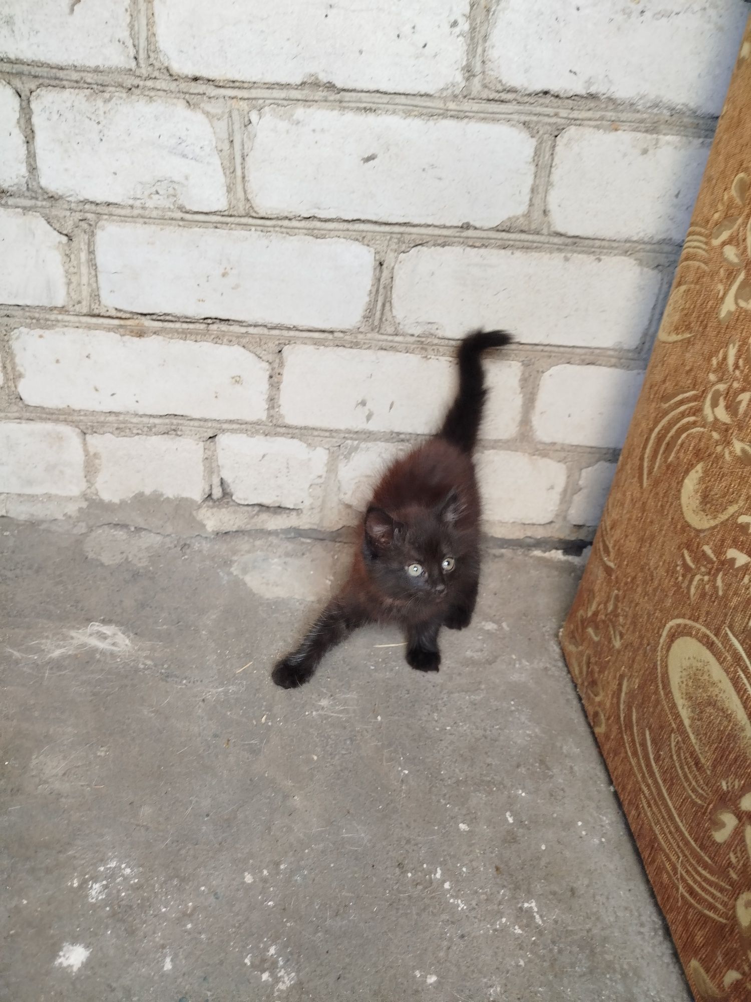 Віддам в добрі руки котенят