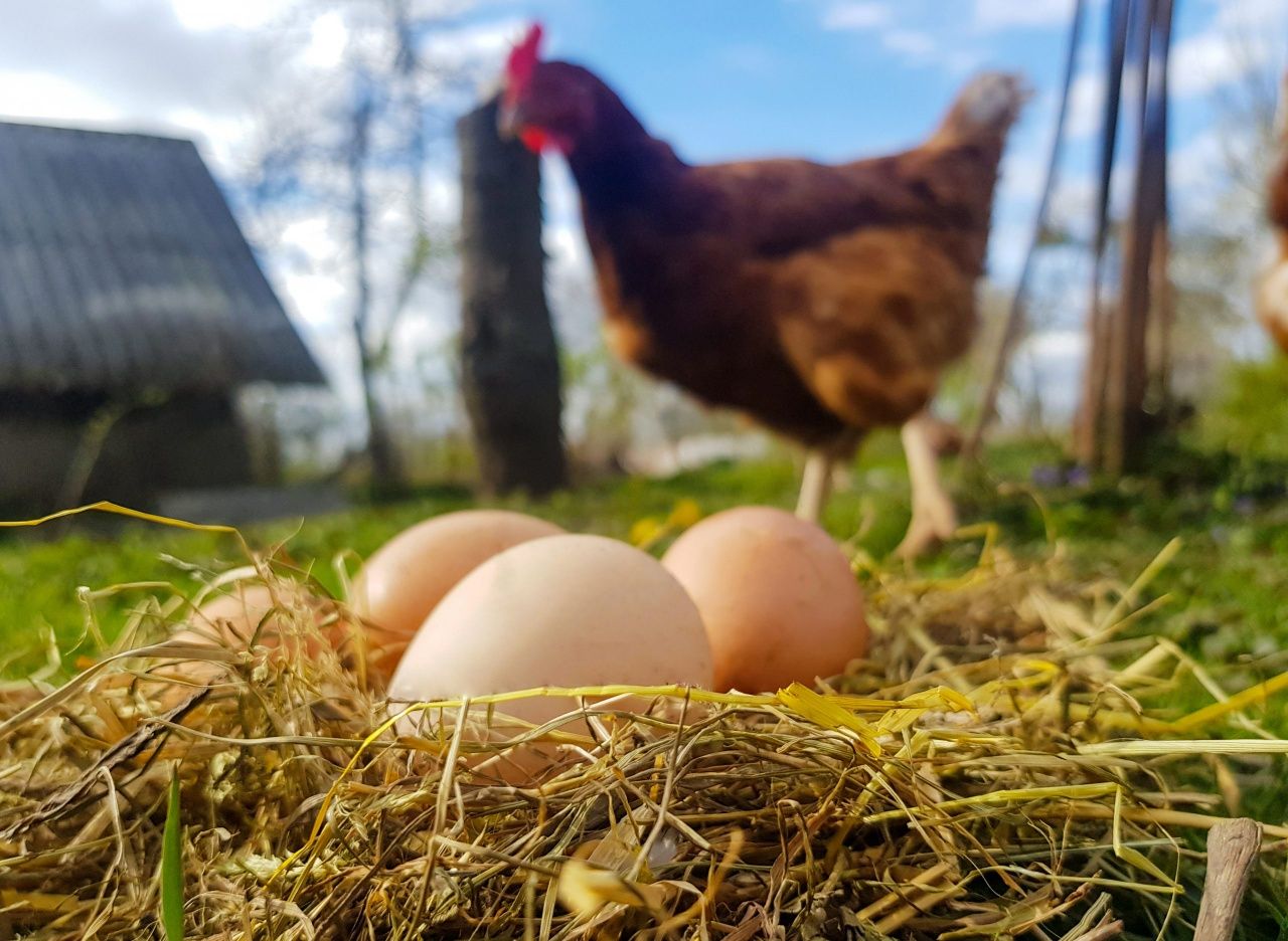 Jajka jaja wiejskie z wolnego wybiegu OD ROLNIKA