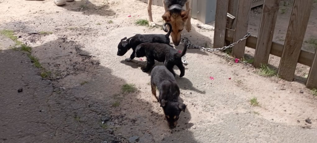 Віддам цуциків у гарні руки