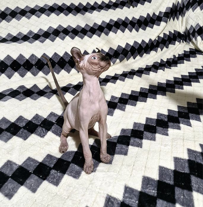 Мальчик. Порода Эльф.